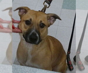 Mutt Dogs for adoption in Oklahoma City, OK, USA