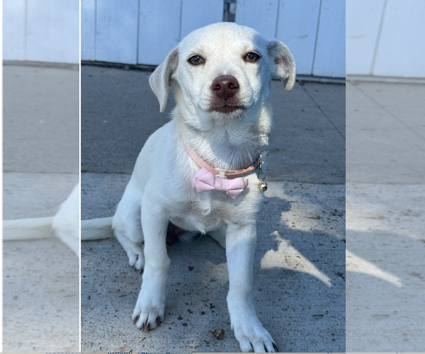 Medium Photo #4 Chihuahua-Unknown Mix Puppy For Sale in Newport Beach, CA, USA