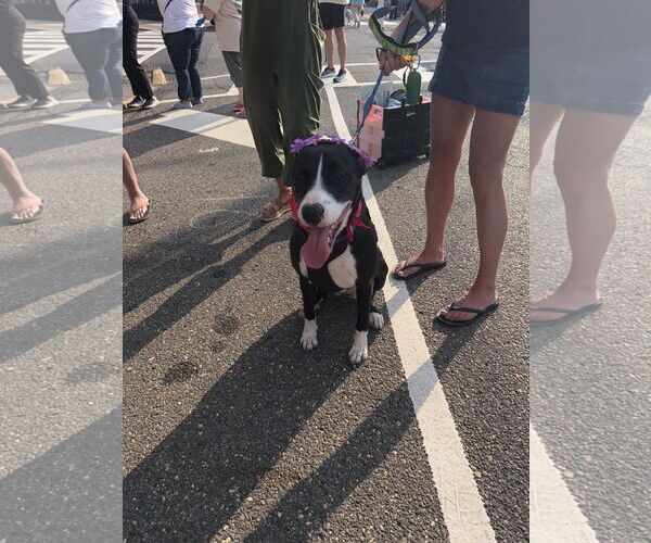 Medium Photo #7 American Pit Bull Terrier-Labrador Retriever Mix Puppy For Sale in Oakhurst, NJ, USA
