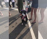 Small #6 American Pit Bull Terrier-Labrador Retriever Mix