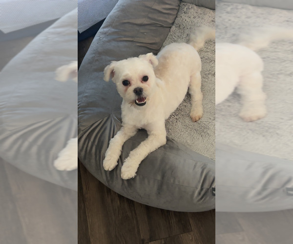 Medium Photo #1 Maltipoo Puppy For Sale in SACRAMENTO, CA, USA