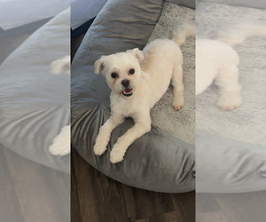 Maltipoo Puppy for sale in SACRAMENTO, CA, USA