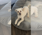 Small Maltipoo