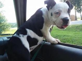 English Bulldogge Puppy for sale in SALISBURY, NC, USA