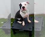 Small #18 American Bulldog