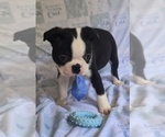Small #1 Boston Terrier