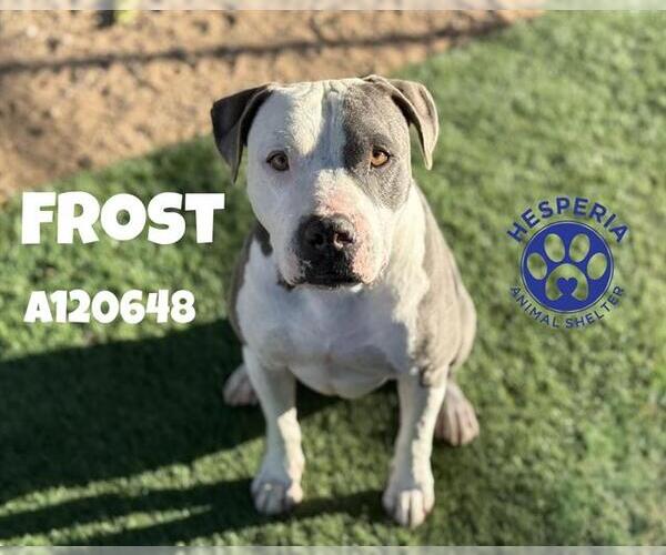 Medium Photo #2 American Pit Bull Terrier Puppy For Sale in HESPERIA, CA, USA