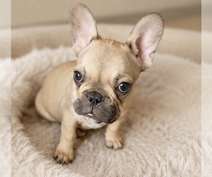 French Bulldog Puppy for sale in SAINT LOUIS, MO, USA