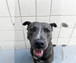 American Pit Bull Terrier-Unknown Mix Dogs for adoption in Corpus Christi, TX, USA