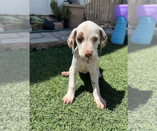 Medium Photo #2 Dalmatian Puppy For Sale in LA PUENTE, CA, USA