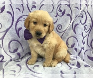 Golden Retriever Puppy for sale in DELTA, PA, USA