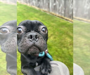 French Bulldog Dogs for adoption in Tacoma, WA, USA