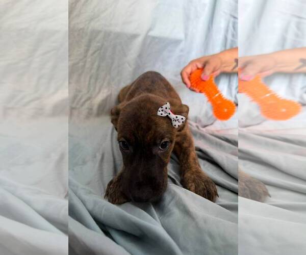 Medium Photo #3 Mutt Puppy For Sale in NYC, NY, USA