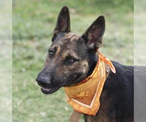Mutt Dogs for adoption in San Antonio, TX, USA