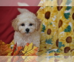 Image preview for Ad Listing. Nickname: Pixie