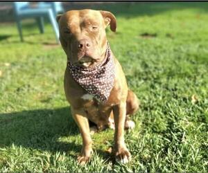 American Pit Bull Terrier Dogs for adoption in Placerville, CA, USA