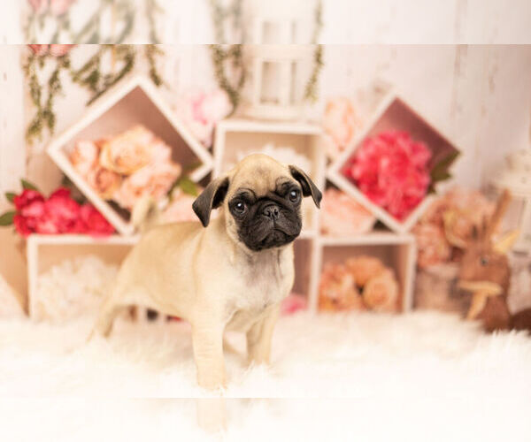 Medium Photo #3 Pug Puppy For Sale in WARSAW, IN, USA