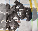 Small Photo #19 Great Dane Puppy For Sale in OGDEN, UT, USA