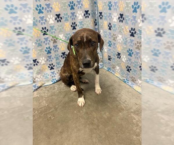 Medium Photo #1 Mutt Puppy For Sale in Rosenberg, TX, USA