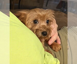 Mutt Dogs for adoption in Milner, GA, USA
