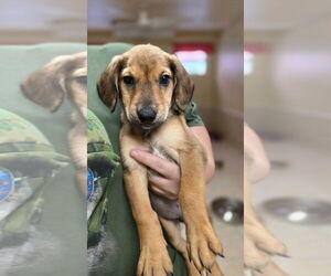 Golden Retriever-Unknown Mix Dogs for adoption in Osgood, IN, USA