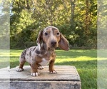 Finn - Male Dachshund Puppy for Sale - Photo #4