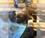 Puppy Cinnamon Olde English Bulldogge