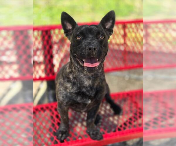 Medium Photo #4 Mutt Puppy For Sale in Crandall, GA, USA