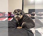Puppy Blue boi English Bulldog