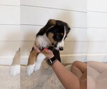 Small #3 Border Collie Mix