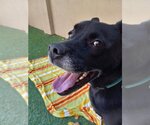 Small Photo #19 Labrador Retriever-Unknown Mix Puppy For Sale in Pompano Beach , FL, USA