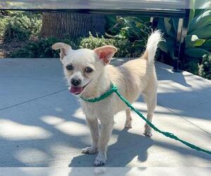 Medium Chihuahua Mix