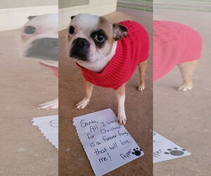 Boston Terrier Dogs for adoption in Little Elm, TX, USA
