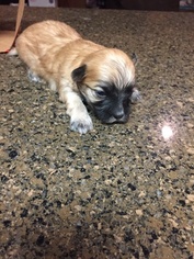 Morkie Puppy for sale in RICHLAND, GA, USA
