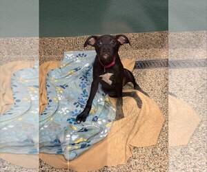 Mutt Dogs for adoption in  Gainesville, FL, USA