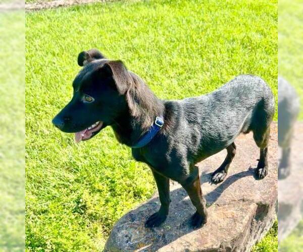 Medium Photo #2 Labrador Retriever Puppy For Sale in Conroe, TX, USA