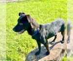 Small #1 Labrador Retriever