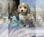 Small Photo #3 Bichpoo Puppy For Sale in PRINCETON, KY, USA