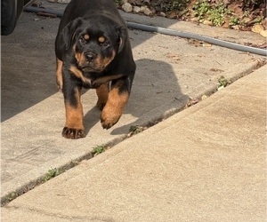 Medium Rottweiler