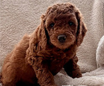 Puppy 2 Labradoodle-Poodle (Miniature) Mix