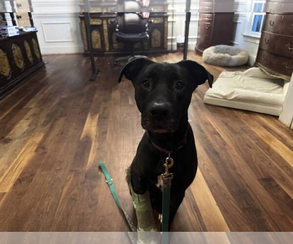 Medium Photo #5 American Pit Bull Terrier-Labrador Retriever Mix Puppy For Sale in Holly Springs, NC, USA