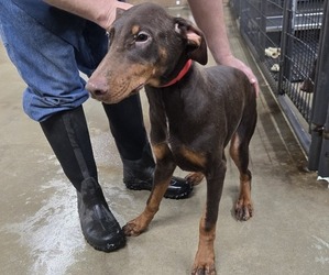 Doberman Pinscher Puppy for sale in COLUMBIA CITY, IN, USA
