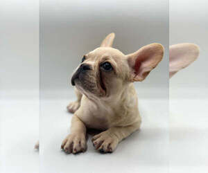 French Bulldog Puppy for sale in HOUSTON, TX, USA