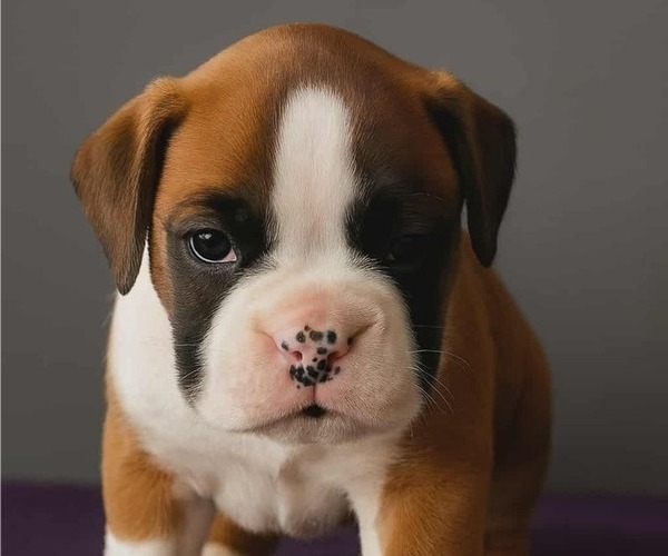 Medium Photo #5 Boxer Puppy For Sale in TROUPSBURG, NY, USA