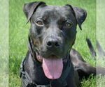 Small American Staffordshire Terrier-Boxer Mix