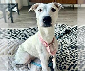 Labrador Retriever-Unknown Mix Dogs for adoption in Denver, CO, USA