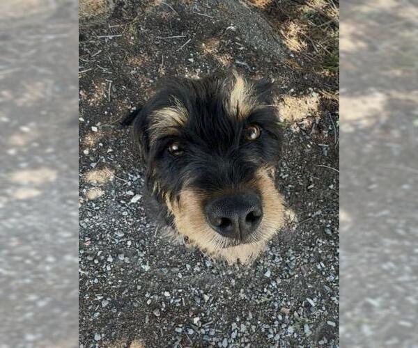 Medium Photo #2 Rottweiler-Unknown Mix Puppy For Sale in Jackson, CA, USA