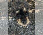 Small #1 Rottweiler Mix