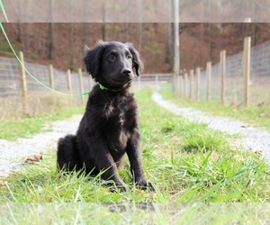 Gollie Puppy for sale in KINGSPORT, TN, USA