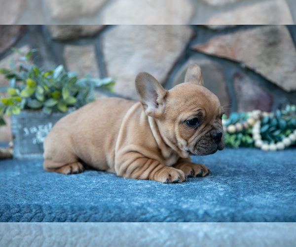 Medium Photo #2 French Bulldog Puppy For Sale in MILLERSBURG, OH, USA